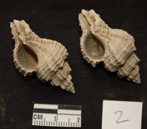 Hexaplex truncatula (Foresti, 1868) - Pliocene.